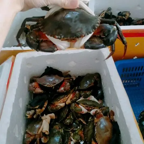 Hình ảnh Cua sống 4con 1kg 