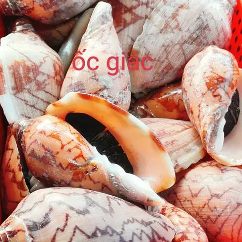 Hình ảnh ốc giác nướng mắm ớt 