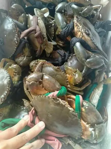 Hình ảnh Sét 2con lớn cua sống 