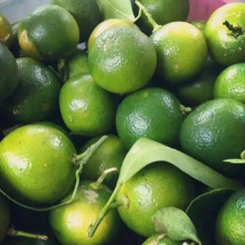 Hình ảnh Tắc (100gr )