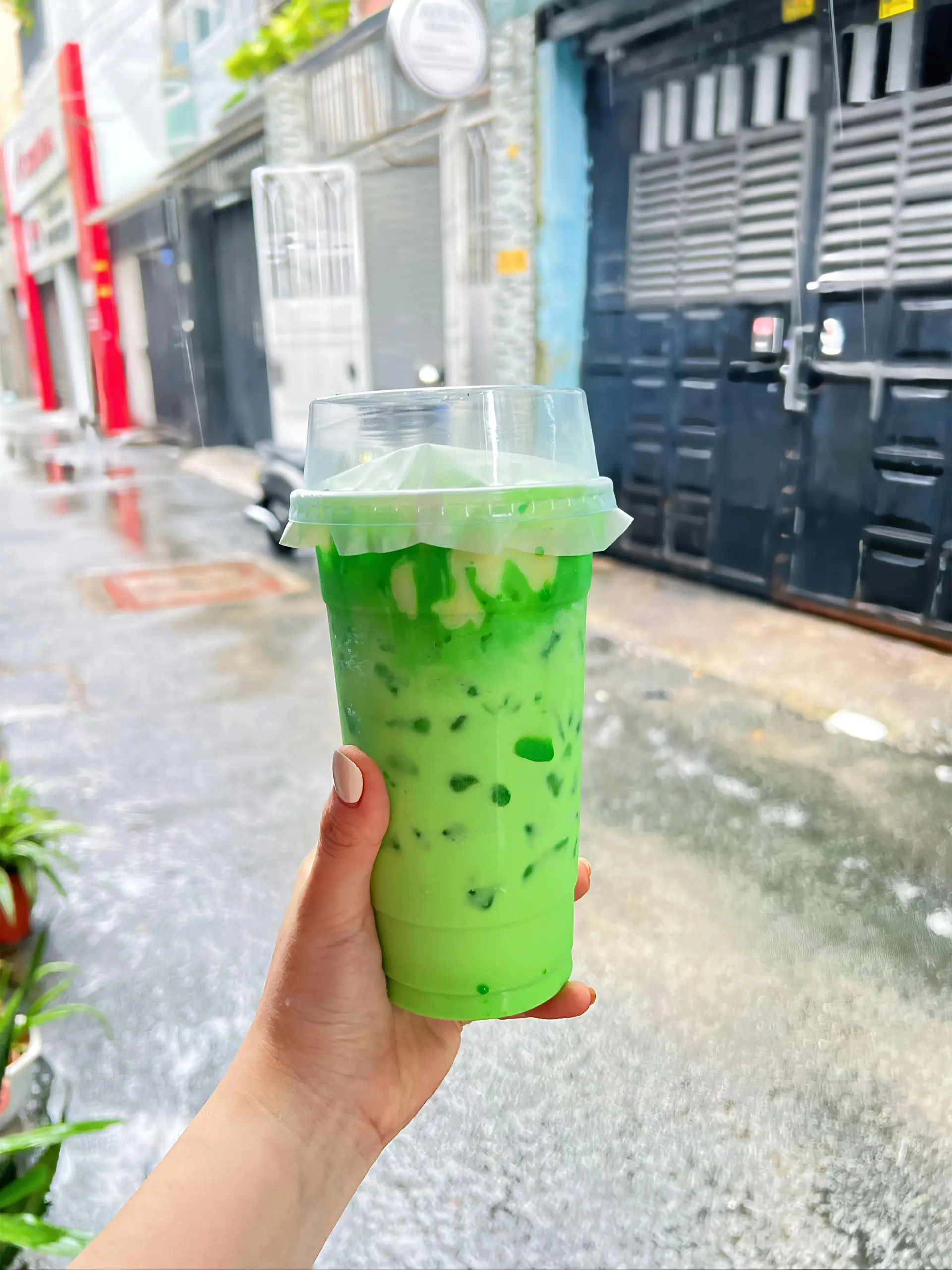 Hình ảnh Sâm dứa sữa gấu