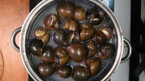 Hình ảnh Ốc lác hấp sả