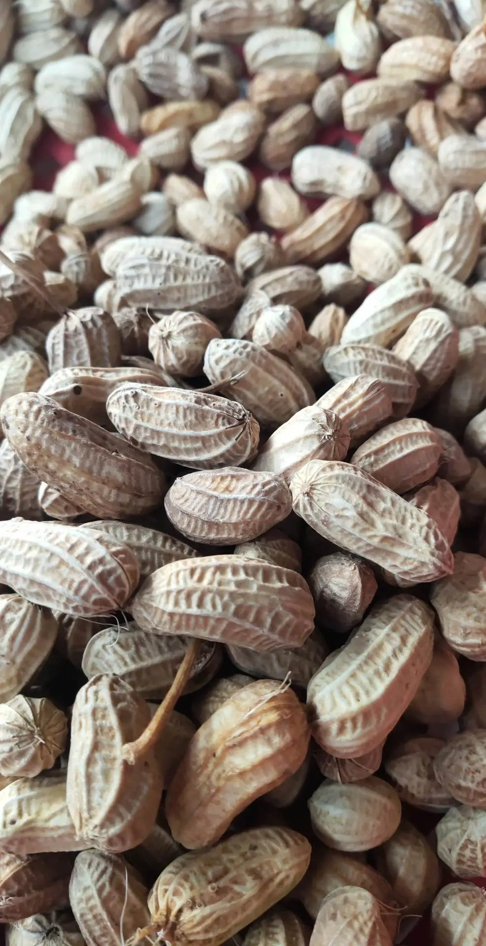 Hình ảnh Đậu phộng luộc