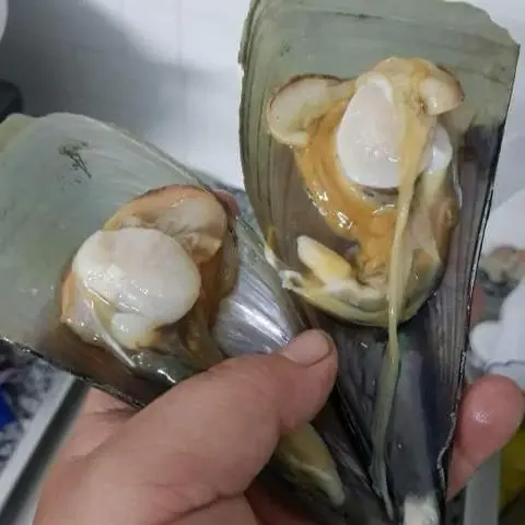 Hình ảnh sò mai nướng phô mai một con