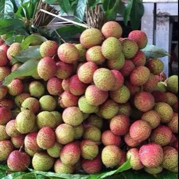 Hình ảnh Vải Thiều Lục Ngạn 1kg