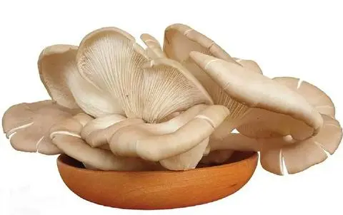 Hình ảnh nấm gọi thêm