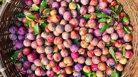 Hình ảnh Mận Hà Nội