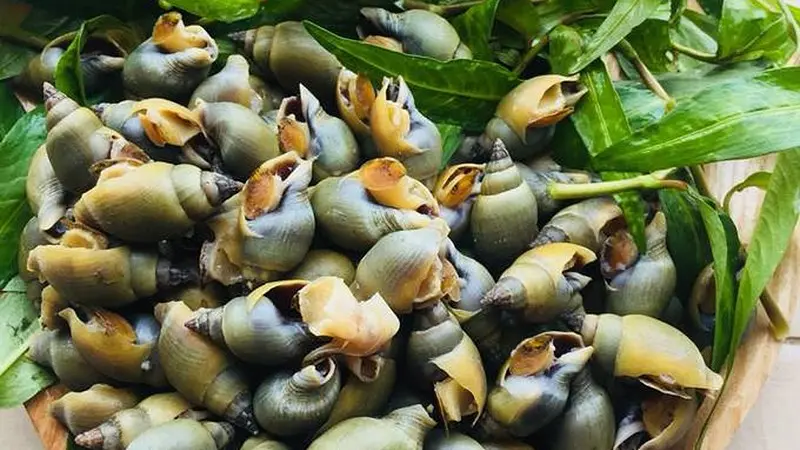 Hình ảnh ốc cà na hấp rừng