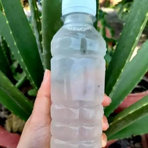 Hình ảnh Mủ trôm