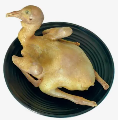 Hình ảnh Bồ câu thêm