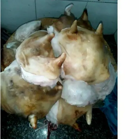 Hình ảnh Vú nguyên kg