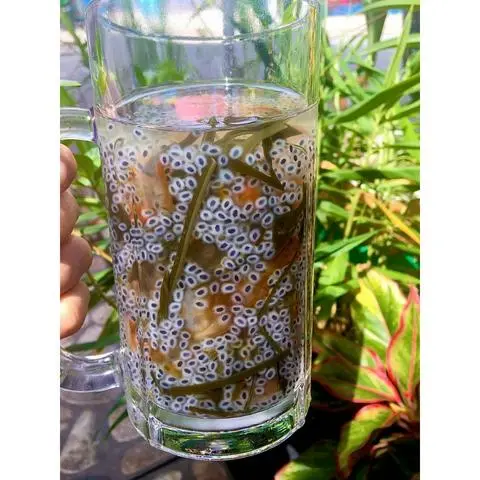 Hình ảnh Mủ gòn + hạt é + phổ tai