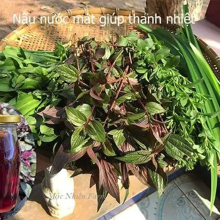 Hình ảnh SÂM RONG BIỂN LA HÁN QUẢ