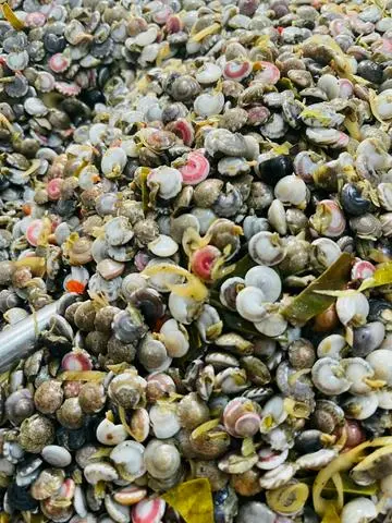 Hình ảnh Ốc ruốc 500gr