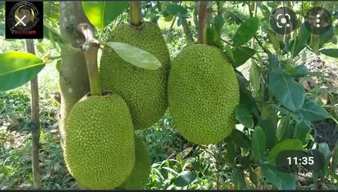 Hình ảnh Mít dằm sữa
