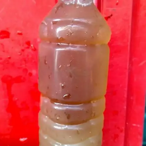 Hình ảnh Sâm mía lao