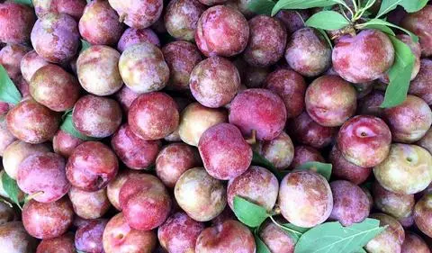 Hình ảnh MẬN HÀ NỘI