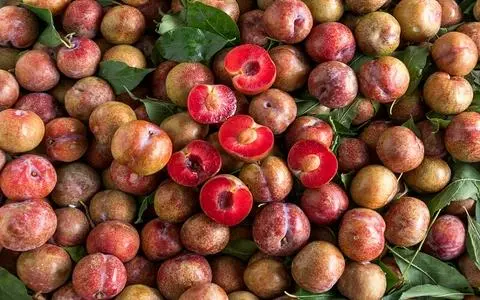 Hình ảnh Nước Ép Mận theo mùa