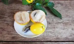 Hình ảnh Vú sữa