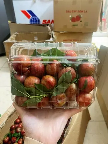 Hình ảnh Mận Hậu Mộc Châu Hàng Xô 1kg
