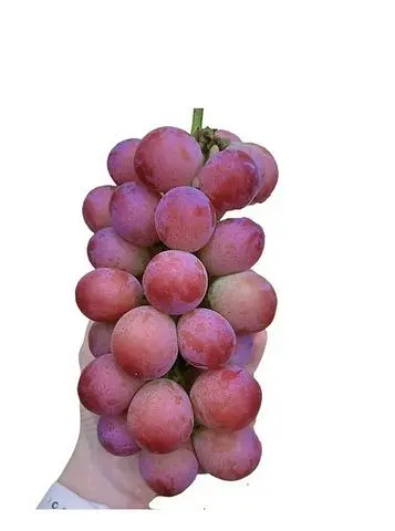 Hình ảnh NHO RƯỢU ( RUBY ROMAN ) ĐÀI LOAN ( sp bán nguyên chùm - 1 chùm từ 500g -600g ) 