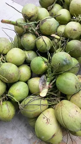 Hình ảnh 1 trái dừa xiêm xanh bến tre 