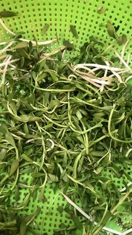 Hình ảnh RAu đắng