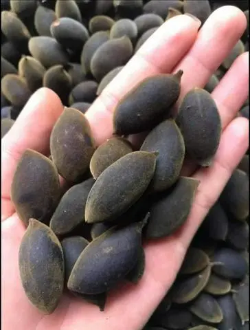 Hình ảnh Say trái