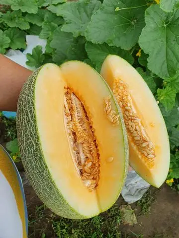 Hình ảnh Dưa lưới ruột vàng
