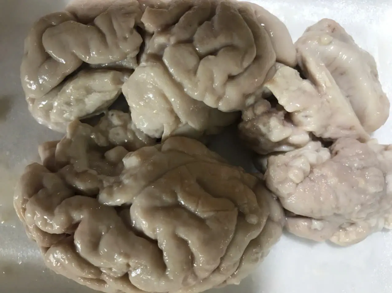 Hình ảnh 1 Bộ  Óc Heo lớn 
