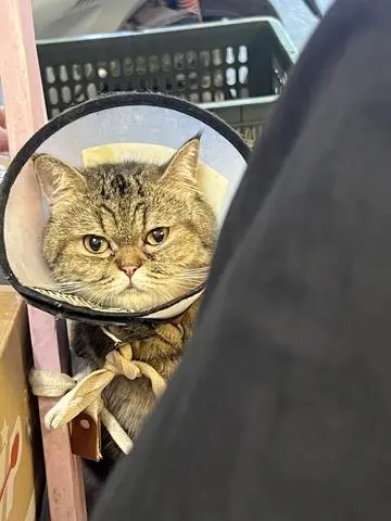 Hình ảnh Sinh Tố Xòi M