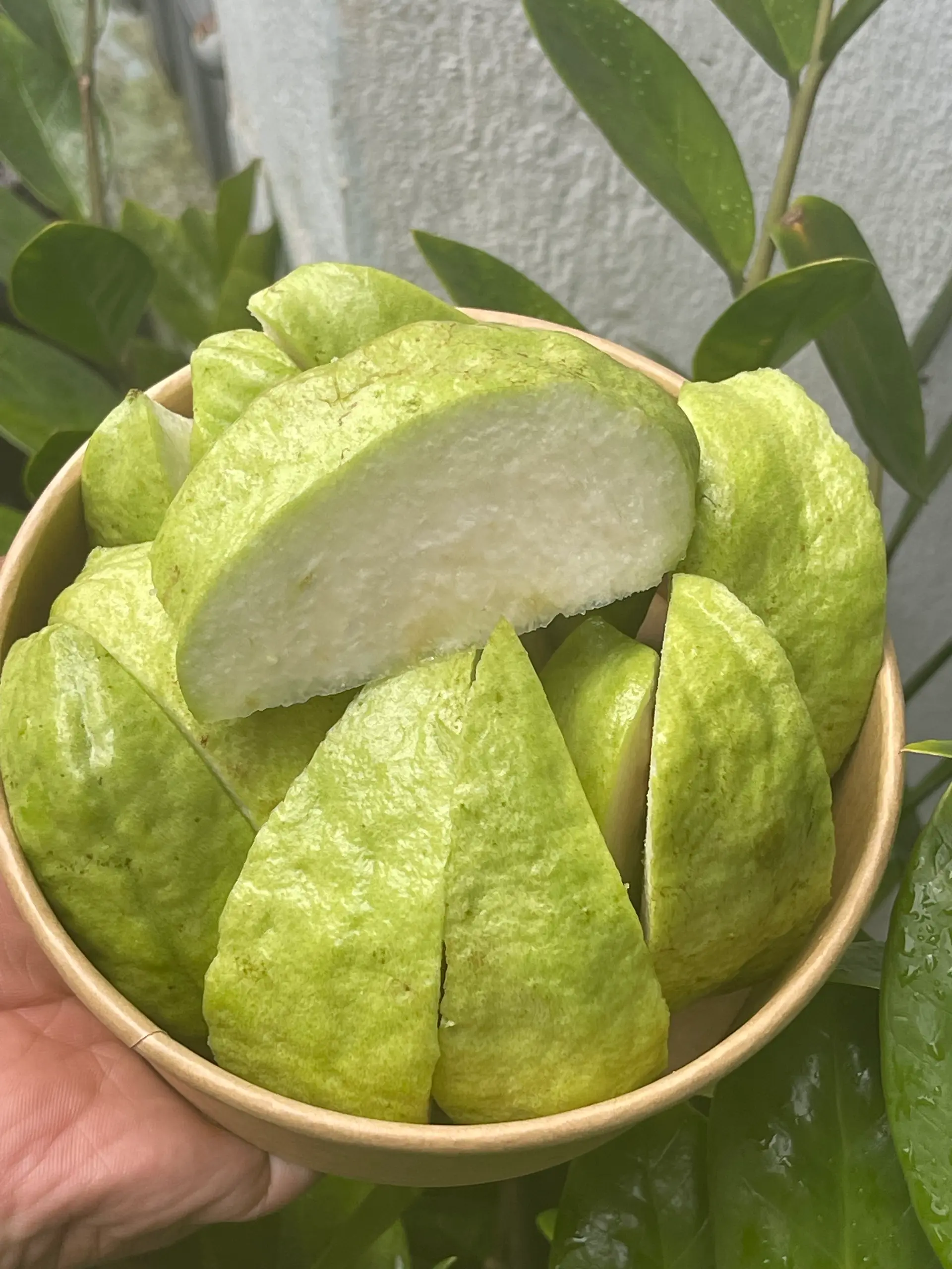 Hình ảnh Ổi nữ hoàng