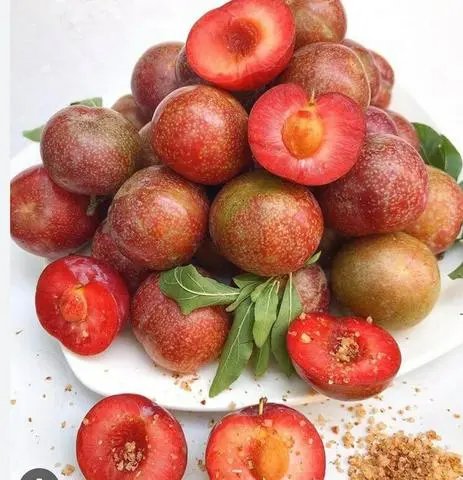 Hình ảnh Mận Hà Nội chua ngọt