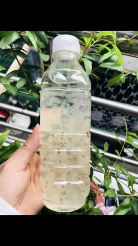 Hình ảnh nha đam hạt chia