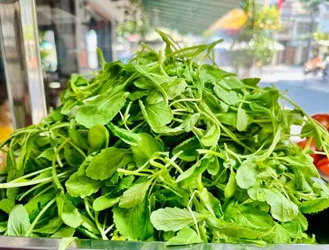 Hình ảnh rau cải non 