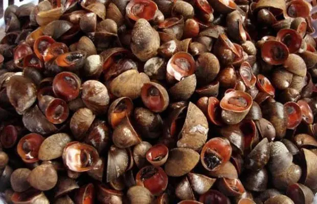 Hình ảnh Ốc Dừa Xốc Muối 2 