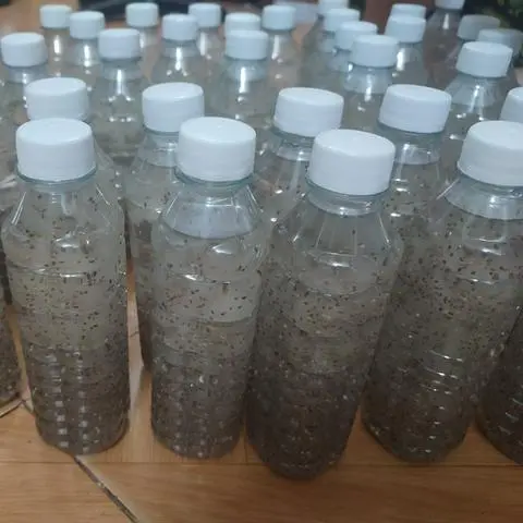 Hình ảnh Nha Đam Hạt Chia Đường Phèn