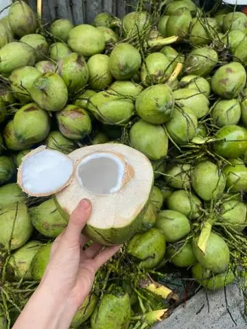 Hình ảnh dừa xiêm xanh
