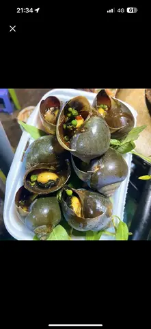 Hình ảnh Ốc Bươu nướng tiêu