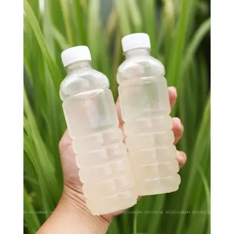Hình ảnh Nha đam đường phèn