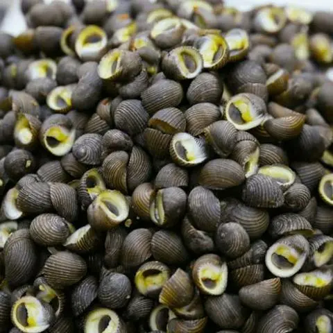 Hình ảnh ỐC NGỰA LUỘC 