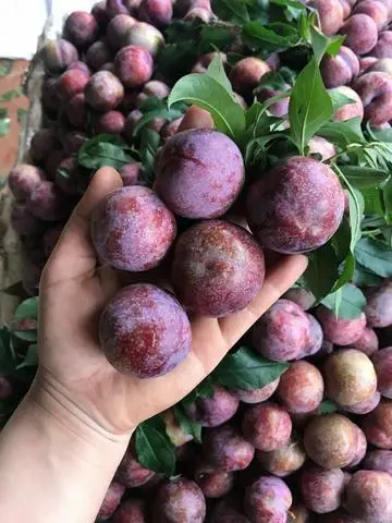 Hình ảnh Mận Hậu Mộc Châu Size Vip - 1kg