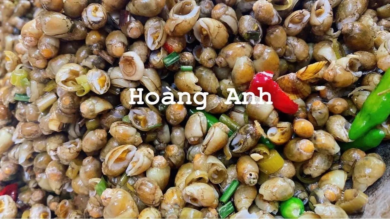 Hình ảnh Ốc mỡ vàng Quảng Ngãi