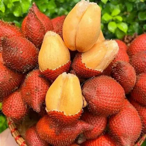 Hình ảnh Phần Mây Thái