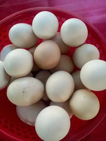 Hình ảnh trứng vữa 