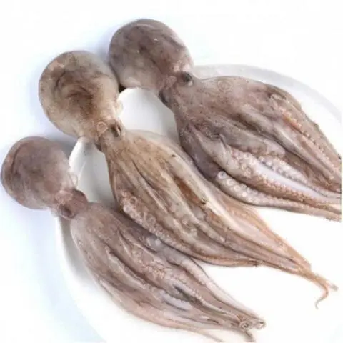 Hình ảnh Bạch tuột baby - 50gr 