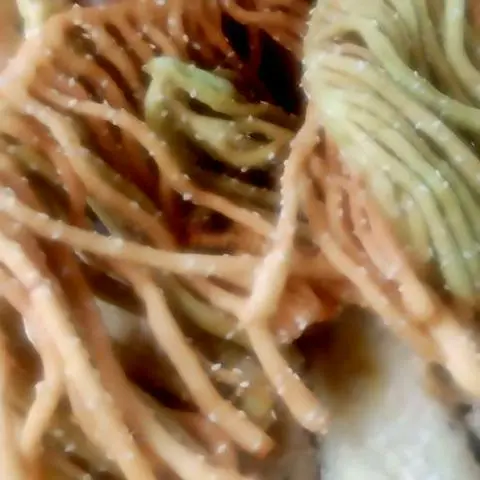 Hình ảnh Bánh tiêu giòn - bánh tiêu râu bạch tuột