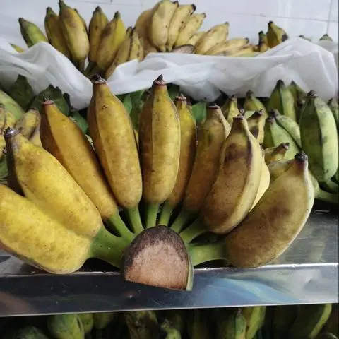 Hình ảnh Chuối Xiêm (Chuối Sứ) Chín