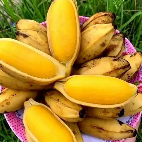 Hình ảnh Chuối sáp Bến Tre ruột vàng dẻo ngọt - 1 kg