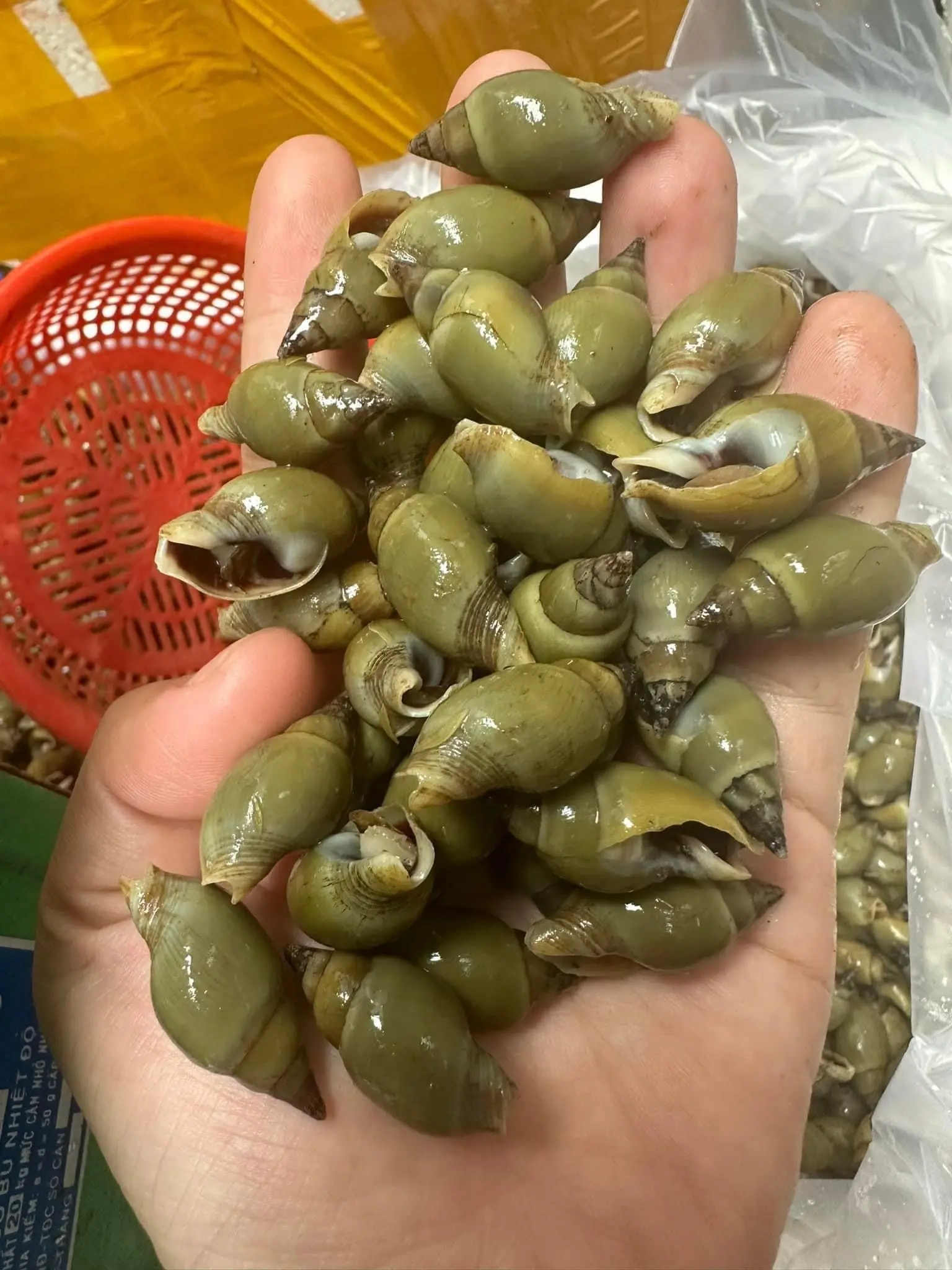 Hình ảnh Cà Na Chấm Muối Tiêu 2 